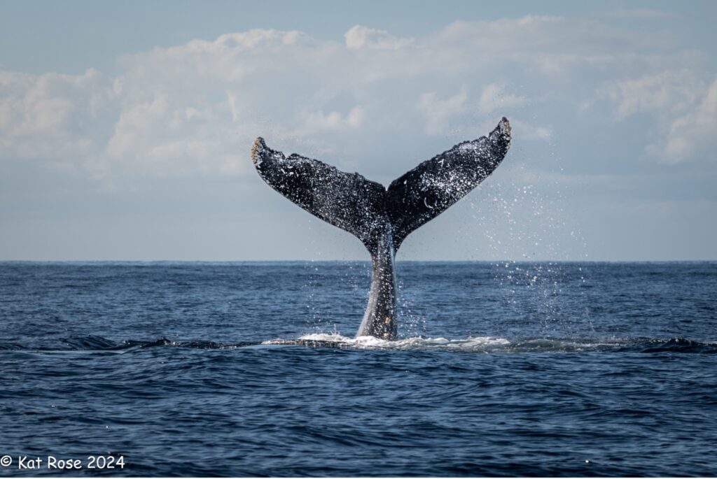 Dive into Adventure: Whale Watching in Cabo